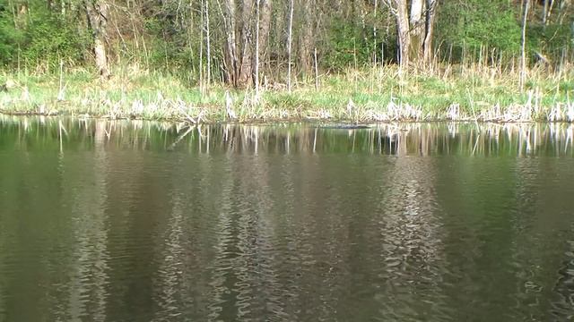 Why I love fishing. Почему я люблю рыбалку.