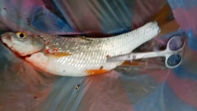 Плотва на кукурузу в стоящей воде смотреть онлайн