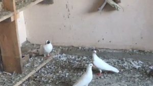 Бакинские Бойные голуби Продажа