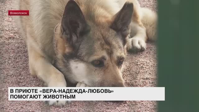 В приюте «Вера-Надежда-Любовь» помогают животным