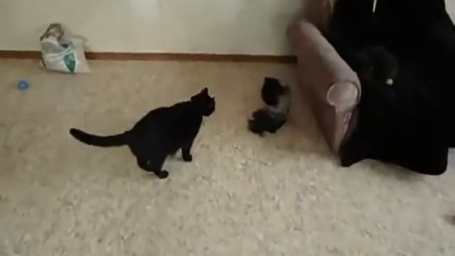 коты играют 2 смотреть онлайн