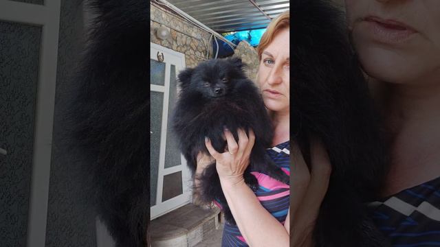 Продажа😃Питомник Йорк & Шпиц.Elite Pets,Крым, Евпатория 🌞+79788972514 Доставка возможна 🥰 смотреть онлайн