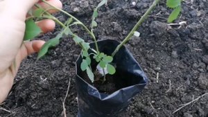 Вместо РОЗЫ вырос Шиповник Как отличить Дичку от СОРТОВОЙ РОЗЫ и  как избавится от дикой поросли