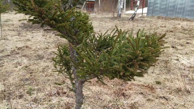 Бордюр из елей апрель 2021 3ч.Живая изгородь.Формованные ели своими руками.хобби смотреть онлайн