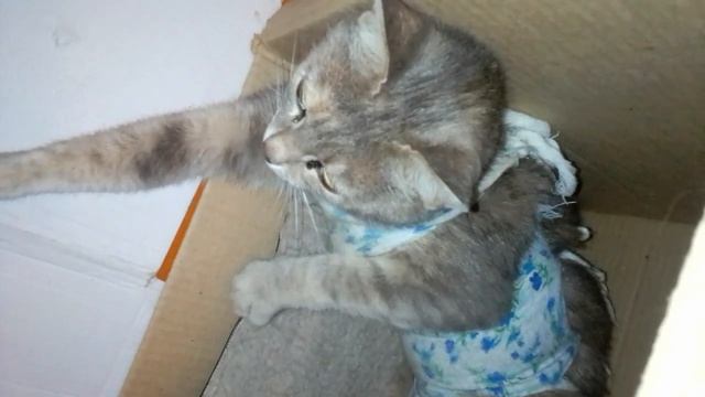 На 3-й день после стерилизации. смотреть онлайн