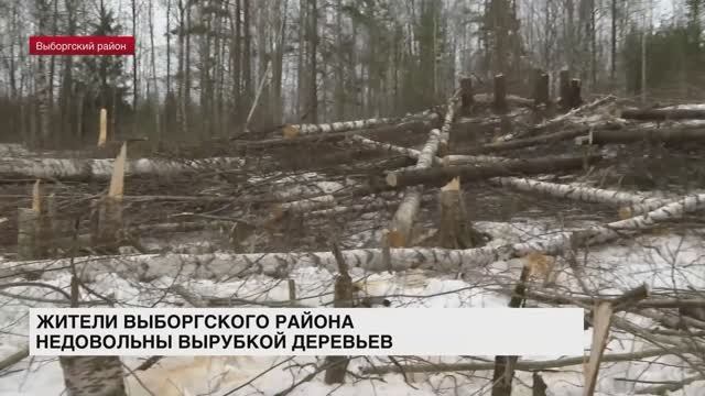 Жители Выборгского района недовольны вырубкой деревьев