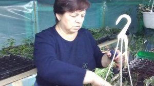 Плющи, Каланхоэ ампельный - всех на стрижку ✂️🌱🌱🌱