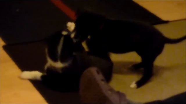 Greyhound: How to kill your bro (or give it up) смотреть онлайн