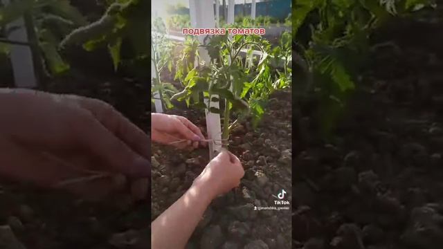Подвязка томатов. #дача #помидоры #томаты #огород смотреть онлайн