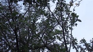 19.06.2023 Засыхает яблоня, ветки. Трещины в самом стволе яблони, кора отходит.  MVI_3085