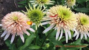 Эхинацея пурпурная Черри Флаф (echinacea purpurea) ? обзор: как сажать, саженцы эхинацеи Черри Флаф
