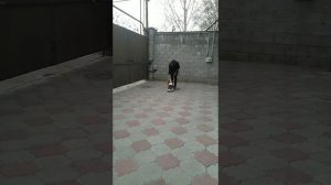 Дрессировка собак/ Кавалер кинг чарльз спаниель/ Немецкая овчарка/ Шарпей