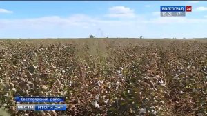 Выращивание хлопка, белое золото России 2018!