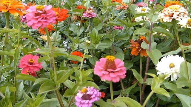 о цветах смотреть онлайн