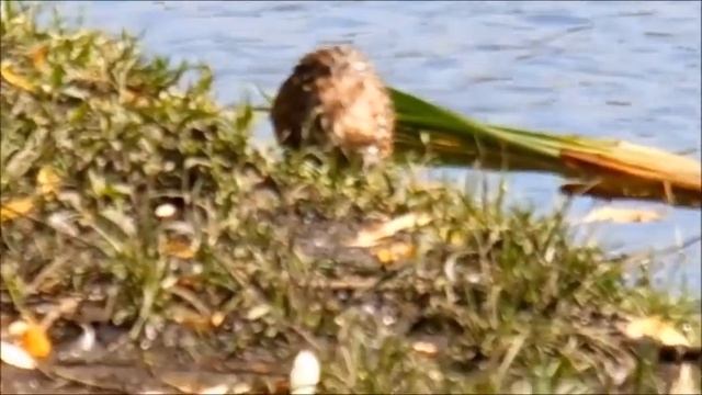 Звери...крыса,выдра,тёплая зима 19-20 года... смотреть онлайн