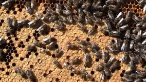 развитие пчелопакета после пересадки в улей