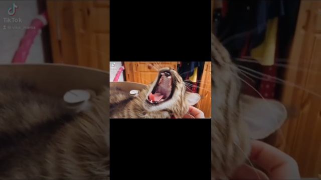 #cat #кот #мейнкун #милыепитомцы #whitneyhouston смотреть онлайн