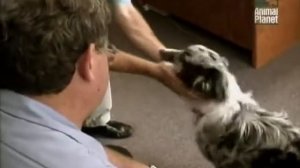 О породе Австралийская Овчарка