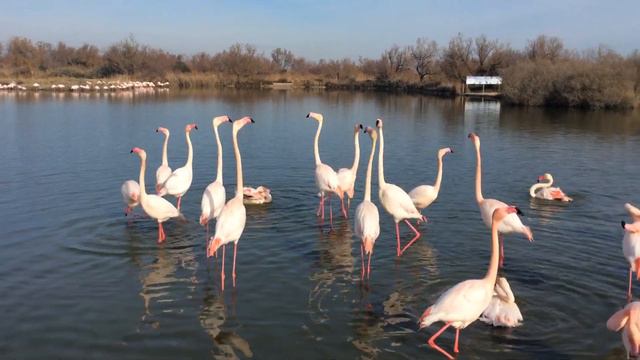 Камарг Франция фламинго национальный парк смотреть онлайн