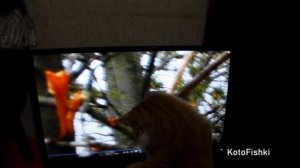 Кот наблюдает за белочками :) | Funny cat watching squirrels