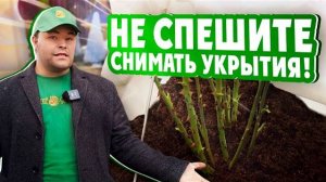 НЕ СПЕШИТЕ СНИМАТЬ УКРЫТИЯ! Убираем укрытия вовремя