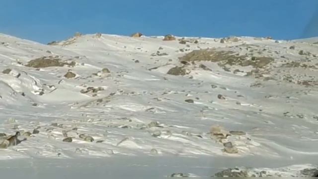 Уникальные кадры охоты стаи волков на архаров. Охота волка 2021 смотреть онлайн