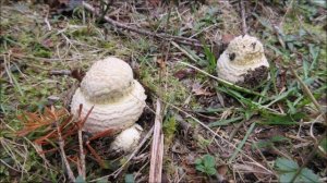 The Life Stages Of Amanita Muscaria