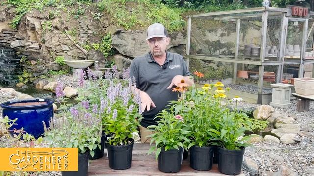 Let's Talk Echinacea and Agastache ? ? Garden Guru Sean at The Gardener's Center смотреть онлайн