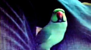 Ожереловый попугай говорящий купить, продам