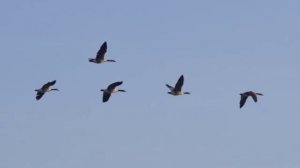 ПОЛЬ МОРИА - ПАВЛИН