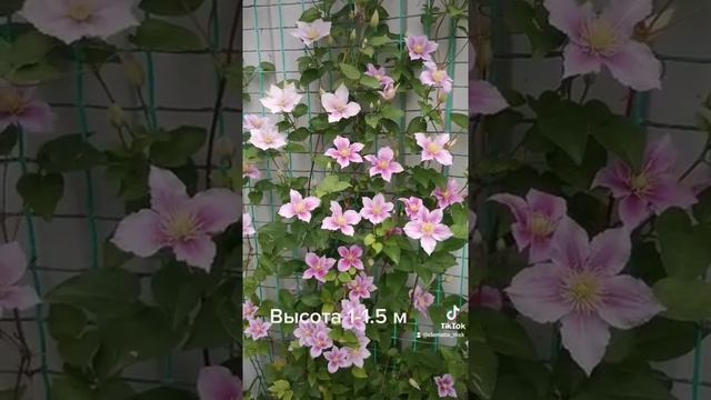 Клематис Пиилу (Piilu), цветение смотреть онлайн