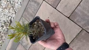 ОАЗИС. Кедровый Стланик