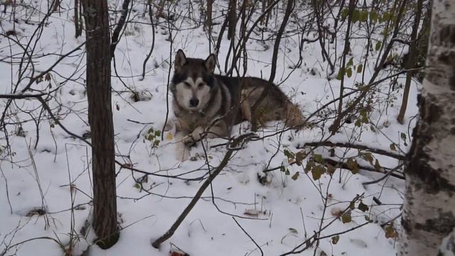 Встреча в лесу! смотреть онлайн