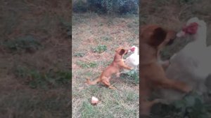 Fight dog  vs duck:-);Бой такса с уткой