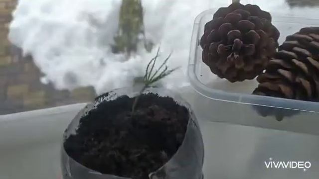 Сосна из шишки. Мой эксперимент с Крымской сосной. смотреть онлайн