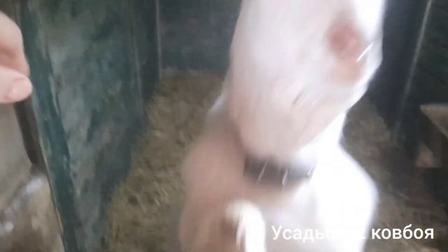 Ждём окота козы.Ишем козла Ламанча.