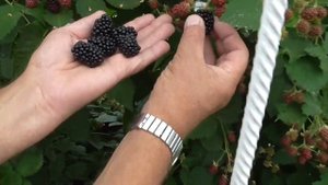 Первый сбор ягод ежевики Лох Тей