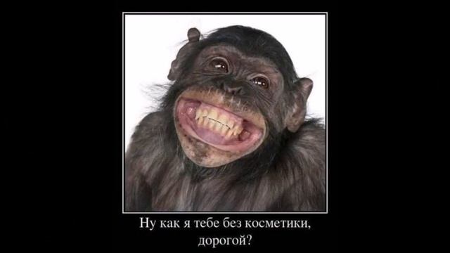 Веселые картинки. Приколы обезьяны смешные.