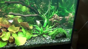 Цветение Нимфеи под прожекторами МГ 2х150вт 8000К