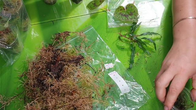 Новинки 🌿 посадка 🌿 влог, цветочные будни 🌿 30.08.2022 смотреть онлайн