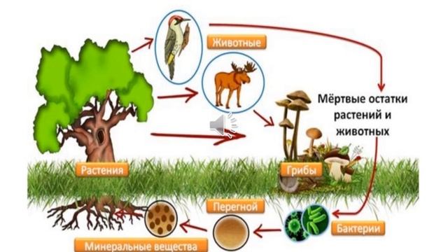 Урок по естествознанию. 5 класс. Тема: Круговорот веществ в природе смотреть онлайн