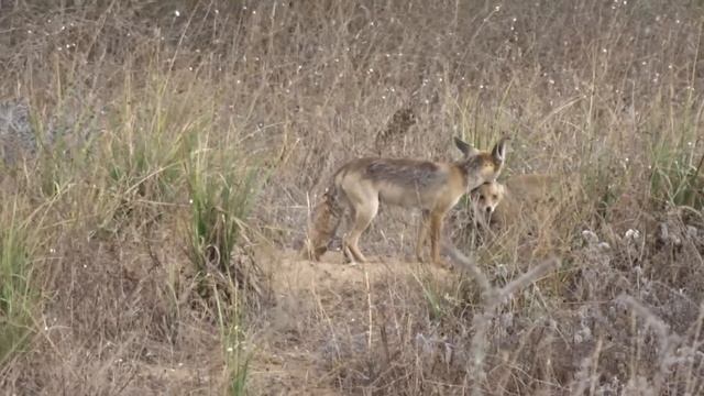 Надо, надо умываться По утрам и вечерам смотреть онлайн