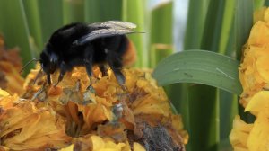 Шмель опыляет цветок Красивое видео 4К | Beautiful Nature Bumblebee pollinates a flower Ultra HD