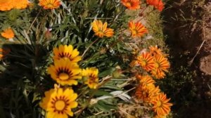 Не большой обзор огорода. Цветёт Гацания Муза. Гвоздика травянка