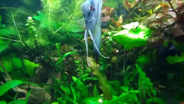 20181205 Людвигия рубин смотреть онлайн