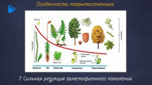 6 класс - Биология - Покрытосеменные растения