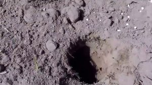 79. Посадка гладиолусов/гладиолусы весной/сажаю луковицы гладиолусов/