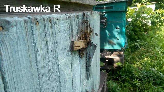 #Пчёлы пропадают по халатности пчеловода в первые дни после #медосбора. смотреть онлайн