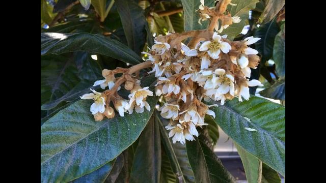 Мушмула — как вырастить в домашних условиях смотреть онлайн