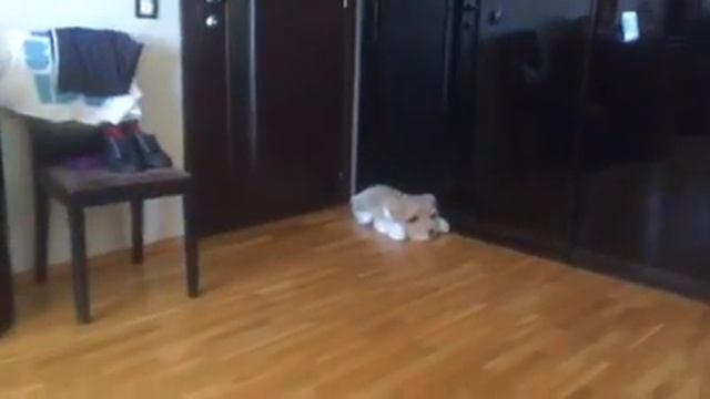 Челендж с гироскутером ! смотреть онлайн